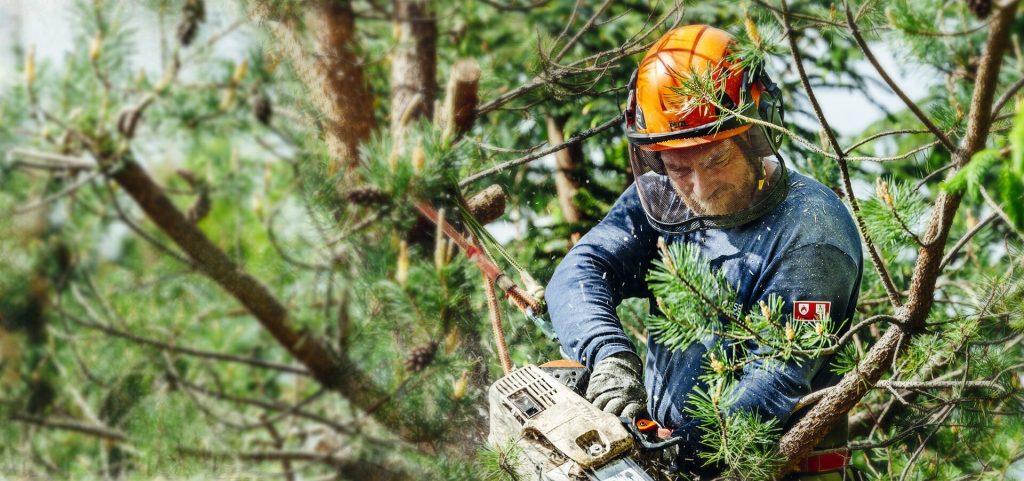Tree service